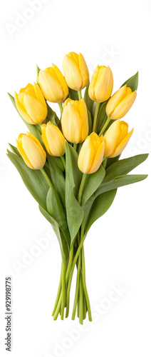 Bouquet of yellow tulip flowers isolated on white or transparent background, png clipart, design element. Easy to place on any other background. #929198775