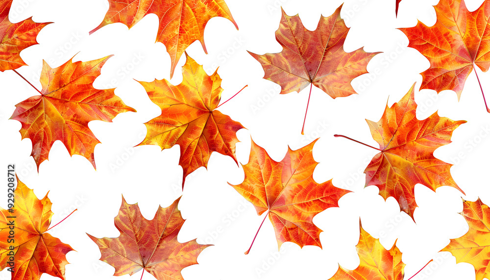 pattern of colorful autumn maple leaves with hard light isolated on white background. Warm colors of Autumn pattern of colorful autumn maple leaves with hard light isolated on white background. Warm colors of Autumn