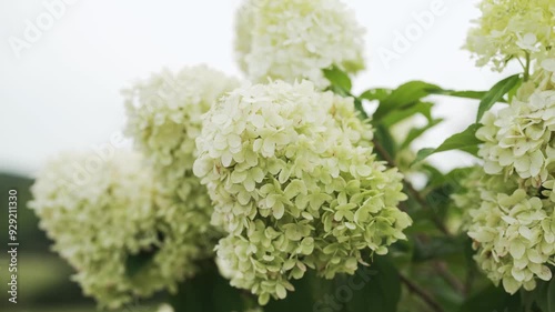 White & green Panicled hydrangea flower in a plant garden on a beautiful summer day with a landscape view of country side in the background.