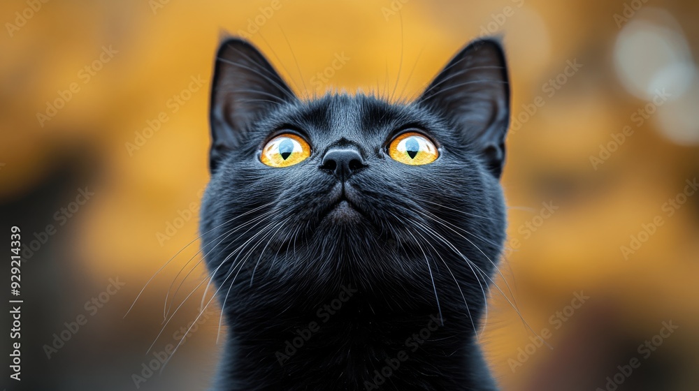 Black cat looking up with big yellow eyes Black Friday Black cat looking up with big yellow eyes Black Friday