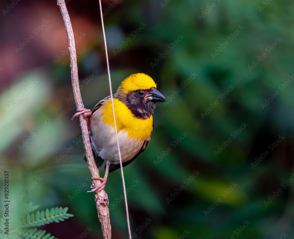 Fototapeta premium yellow wagtail on a branch