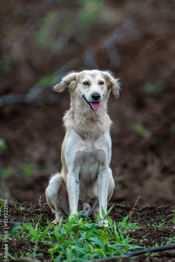 golden retriever dog