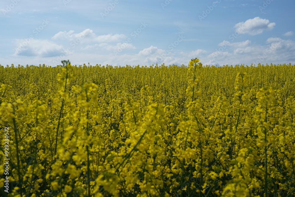 rapeseed field in spring rapeseed field in spring