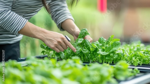 A technician tends to lettuce plants, ensuring optimal nutrient levels for healthy growth