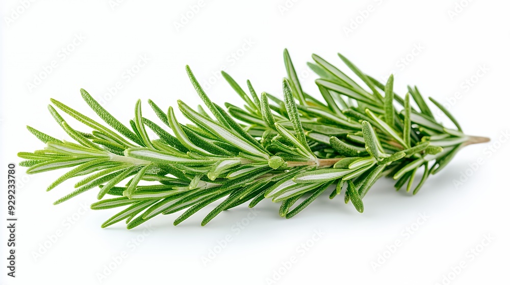Fototapeta premium A fresh sprig of rosemary, commonly used as a culinary herb.