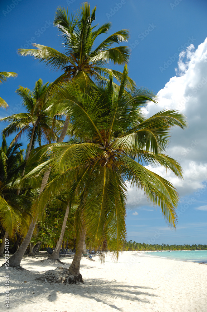 Tropical beach. The Dominican Republic, Saona Island Tropical beach. The Dominican Republic, Saona Island