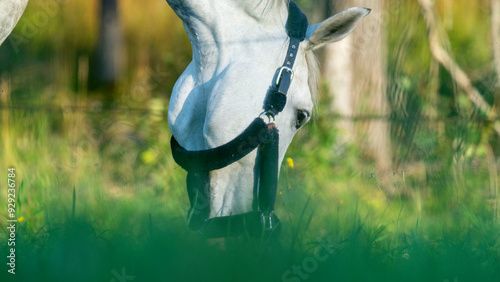 Brown horse in a field of grass. High quality photo