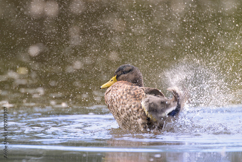 stockente anas platyrhynchos photo