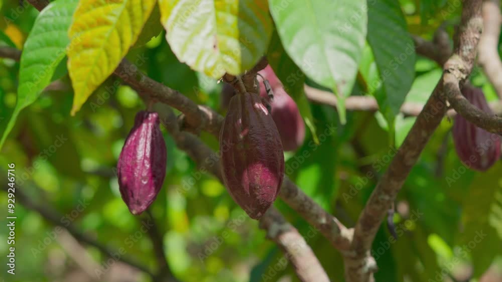 A cocoa fruit attached to the cacao tree A cocoa fruit attached to the cacao tree
