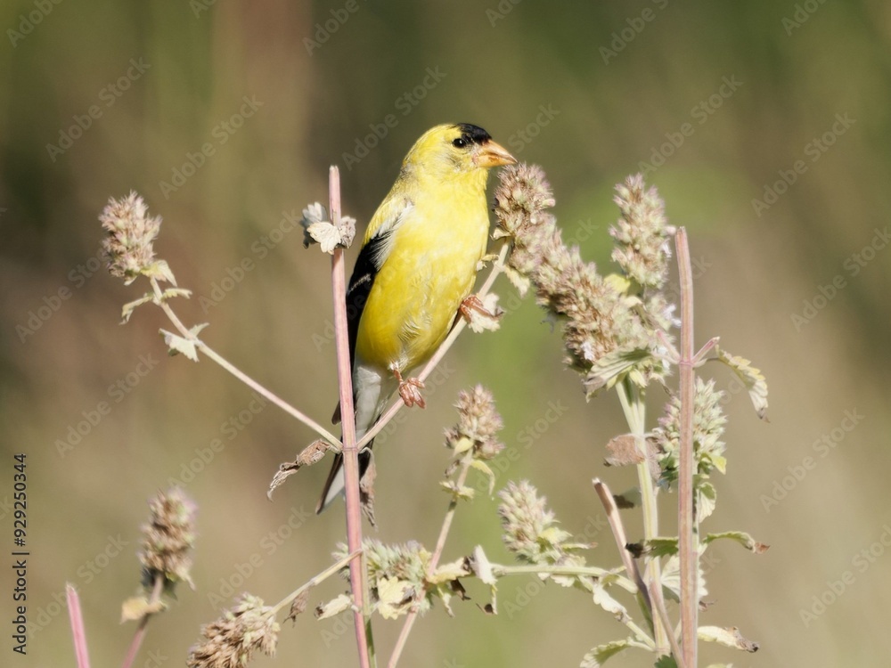 Vibrant yellow Goldfinch perched on a plant in a natural setting with a blurred green background. Vibrant yellow Goldfinch perched on a plant in a natural setting with a blurred green background.