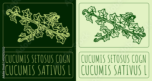 Vector drawing CUCUMIS SETOSUS COGN. Hand drawn illustration. Latin name is CUCUMIS SATIVUS L.
