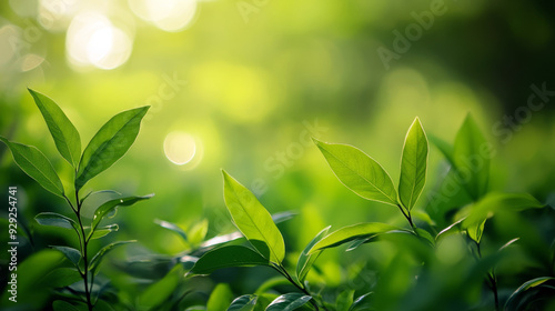 Fresh green leaves illuminated by bright sunlight against a clear blue sky. Ideal for nature and summer-themed designs.