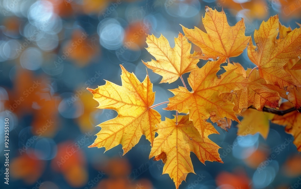 Fototapeta premium autumn background
