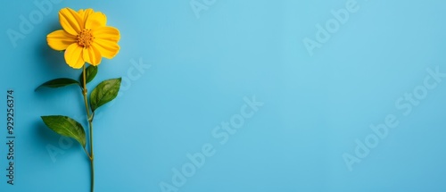  Single yellow flower with green leaves on a blue background Insert text or image here