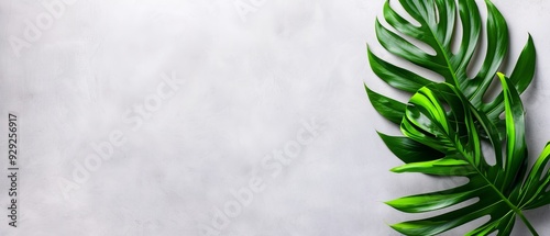  A tight shot of a green leaf against a pristine white backdrop Ideal for superimposing text or inserting another image of a plant