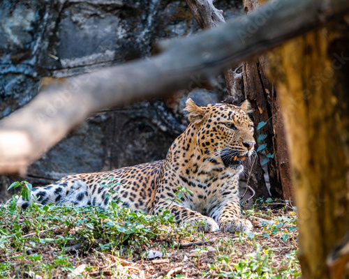 leopard in the zoo
