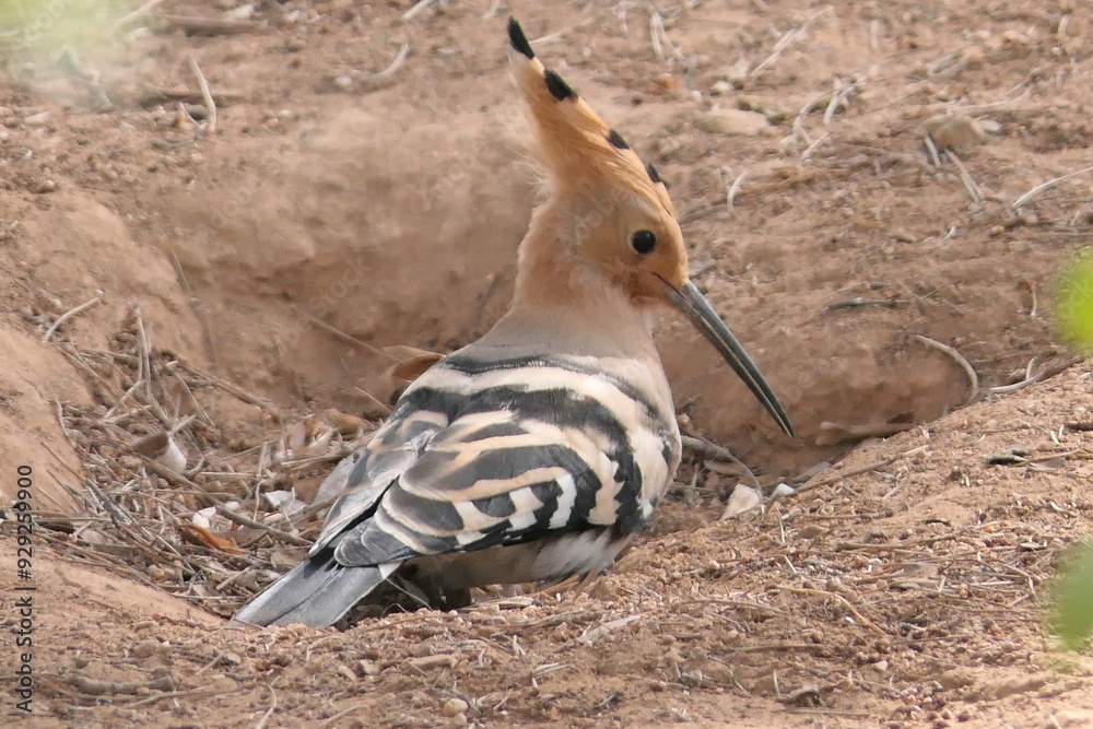 Obraz premium Wiedehopf ( Upupa epops )