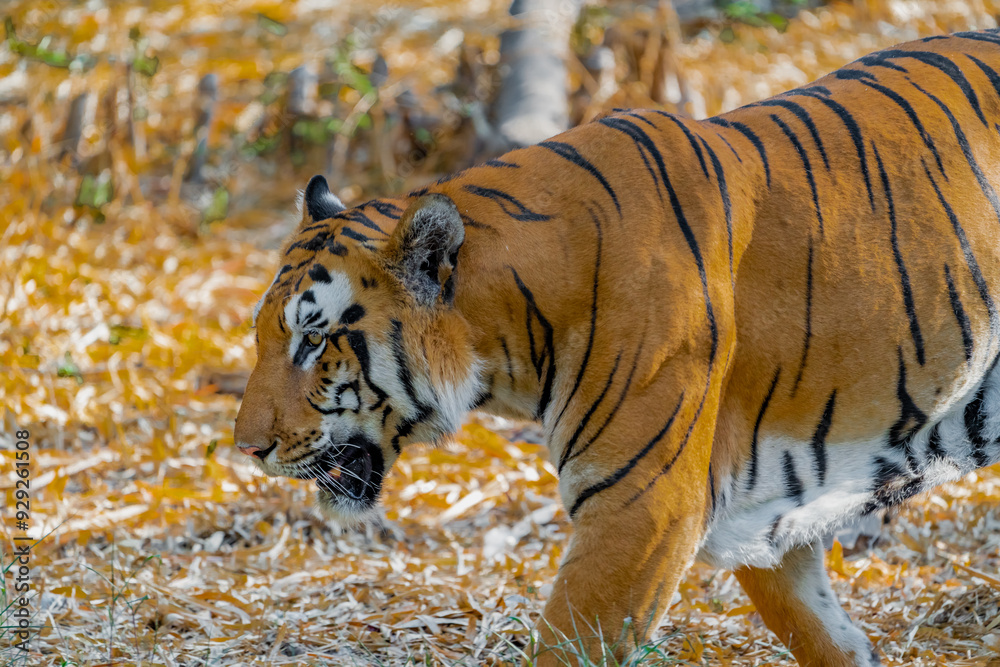 Obraz premium siberian tiger in the forest