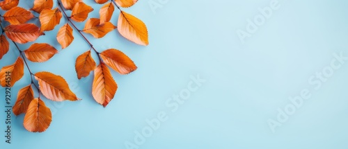 Orange-leafed tree branch against a blue backdrop Space for text or image insertion ..Or, if you prefer a more conc