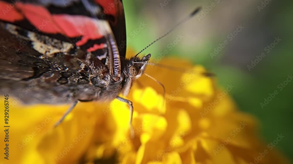 A butterfly on a yellow flower collects nectar, naturalness in nature. Relaxation. A butterfly on a yellow flower collects nectar, naturalness in nature. Relaxation.