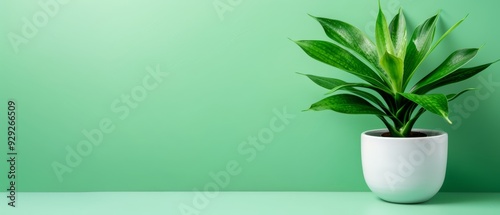  A potted plant on a table, backed by a green background, features a white vase holding a green, leafy plant