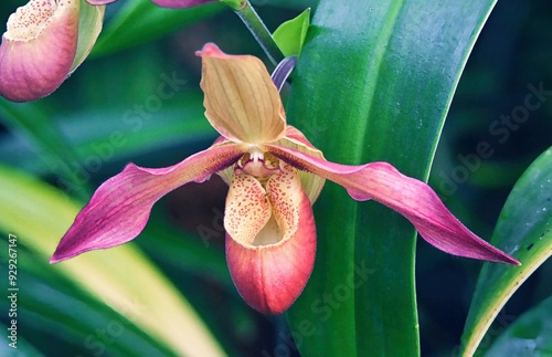 Nahaufnahme einer blühenden Orchidee, Frauenschuh photo