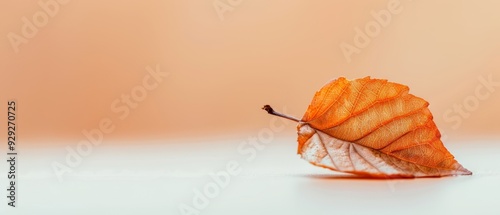  A tight shot of an orange-white leaf against a white backdrop, with a lightly tanned wall visible in the background photo