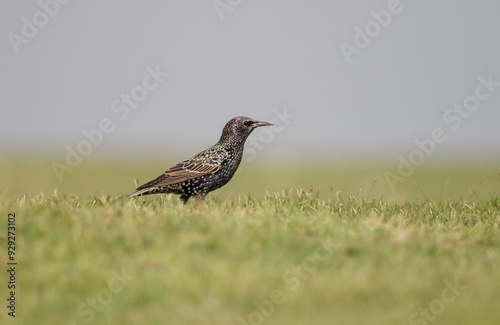 Foto Common starling stands on the ground on beautiful background