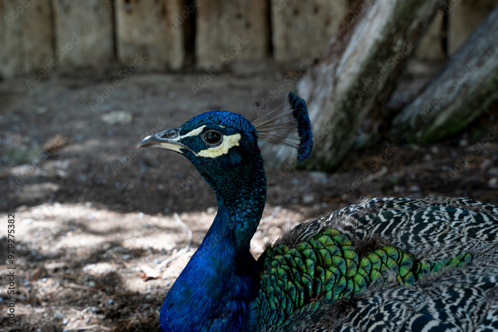 Obraz premium portrait of a peacock