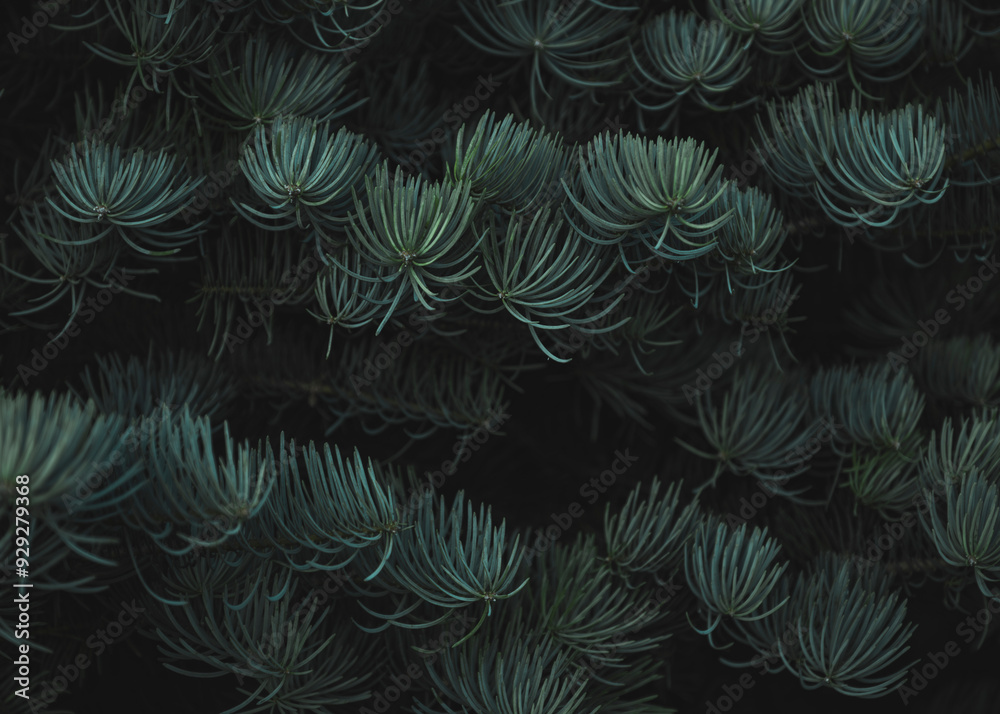 Moody Pine Tree in Closeup