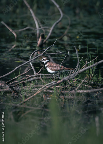 great crested grebe on water