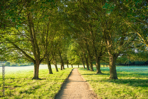 Row of trees with path at Simpson Manor near Caldecotte lake in Milton Keynes. England photo