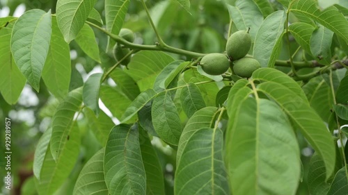 Wallpaper Mural A close-up shot of unripe green walnuts growing on tree branches with lush green leaves. A natural and fresh depiction of fruit in early stages of growth. High quality 4k footage Torontodigital.ca