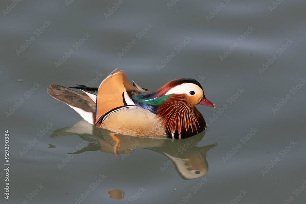 Close up Beautiful Male Mandarin Duck Floating in the Lake, Beijing , China Close up Beautiful Male Mandarin Duck Floating in the Lake, Beijing , China