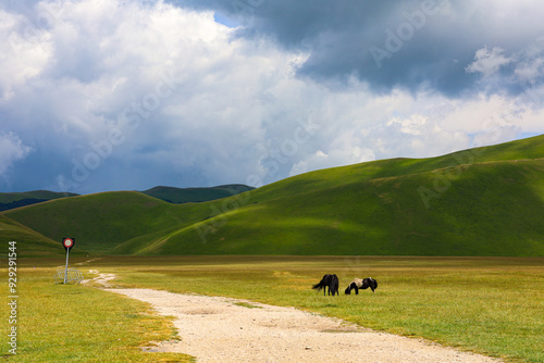 Paesaggio dell'altipiano di Castelluccio di Norcia con i cavalli del maneggio lì situato, durante la fioritura delle famose coltivazioni di lenticchie a fine giugno 2024