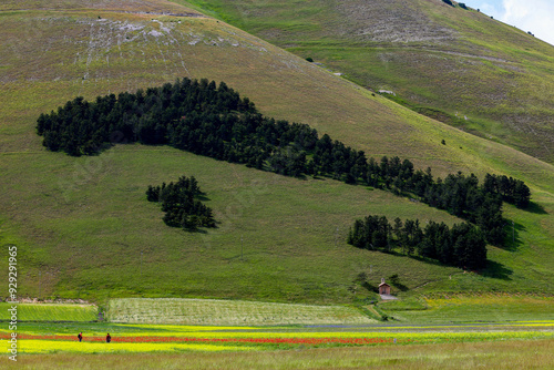 Il bosco a forma di penisola italiana (Bosco Italia) sui monti che circondano l'altipiano di Castelluccio di Norcia, Umbria, Italia photo