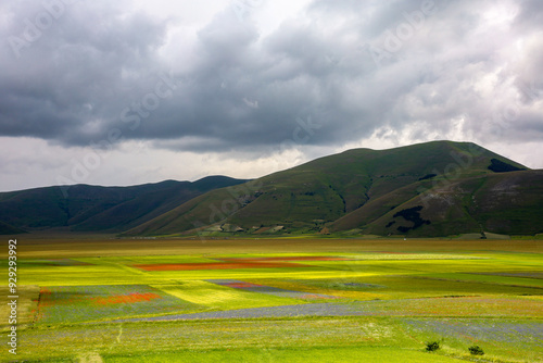 i meravigliosi colori della fioritura delle coltivazioni di lenticchie nell'altipiano di castelluccio di norcia, umbria, italia, in una giornata di sole e nuvole di fine giugno 2024, photo