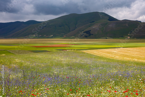 i meravigliosi colori della fioritura delle coltivazioni di lenticchie nell'altipiano di castelluccio di norcia, umbria, italia, in una giornata di sole e nuvole di fine giugno 2024, photo