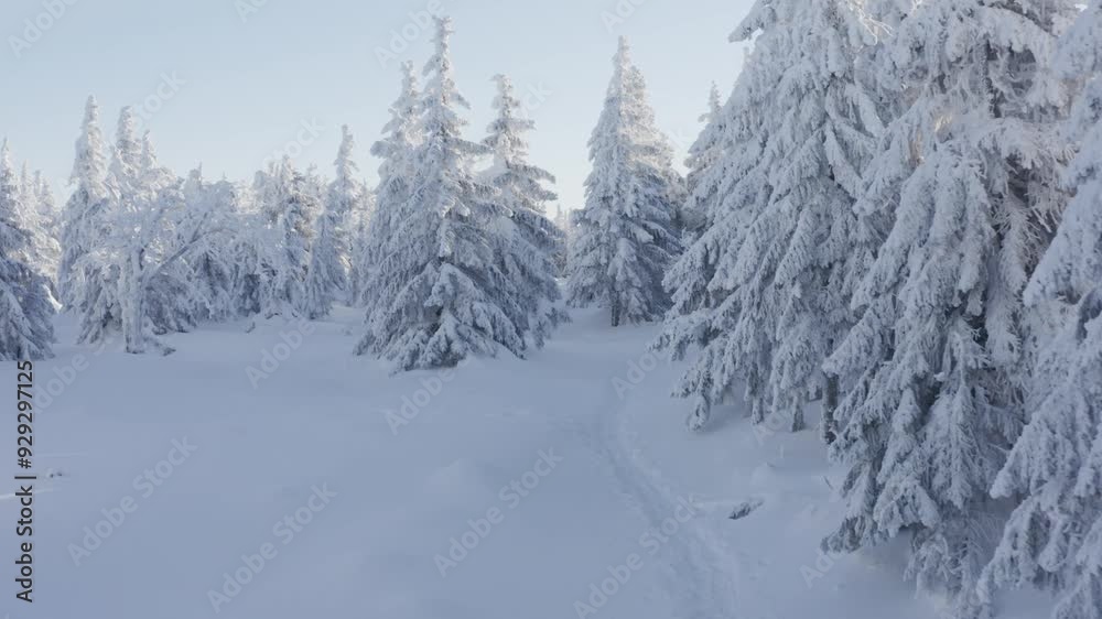 Snow-covered forest with clear blue sky Snow-covered forest with clear blue sky