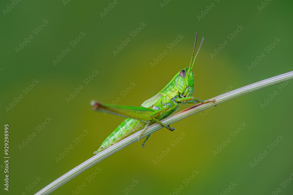 Common Grasshopper Insect on Grass Macro Common Grasshopper Insect on Grass Macro