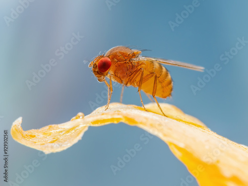 Tropical Fruit Fly Drosophila Diptera Parasite Insect Pest on Vegetable Macro
