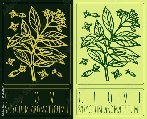 Vector drawing CLOVE. Hand drawn illustration. Latin name is SYZYGIUM AROMATICUM L.
