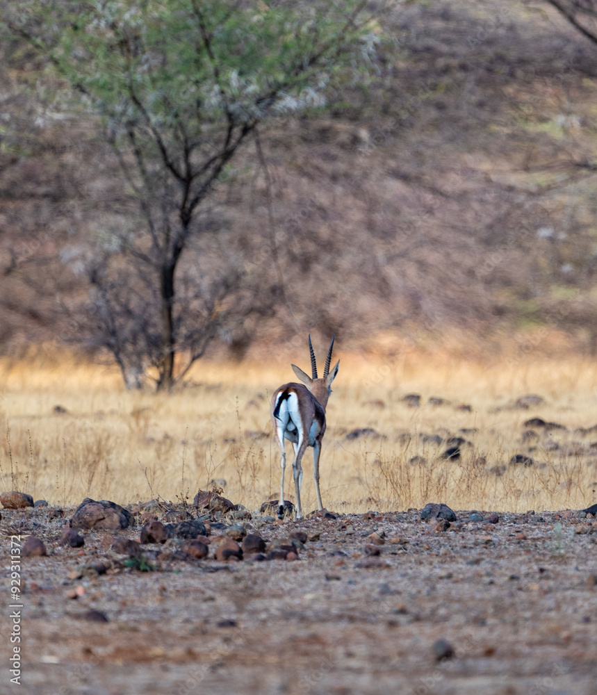 impala in the wild impala in the wild