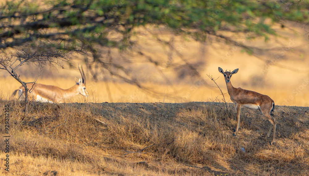 Naklejka premium impala in the savannah