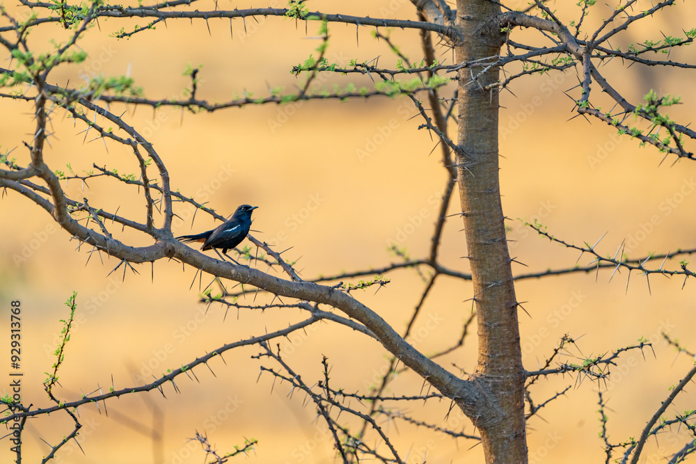 birds on a branch birds on a branch