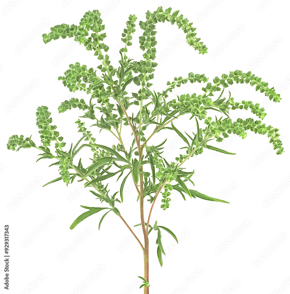 Ambrosia artemisiifolia - fresh common ragweed isolated on a white background. Ambrosia artemisiifolia - fresh common ragweed isolated on a white background.