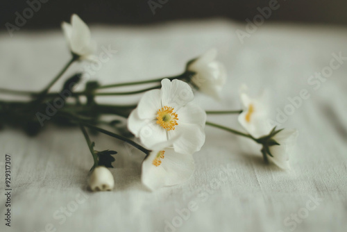 Eriocapitella hupehensis, small bouquet of white anemone japonica flowers on canvas cotton fabric in romantic vintage atmosphere photo