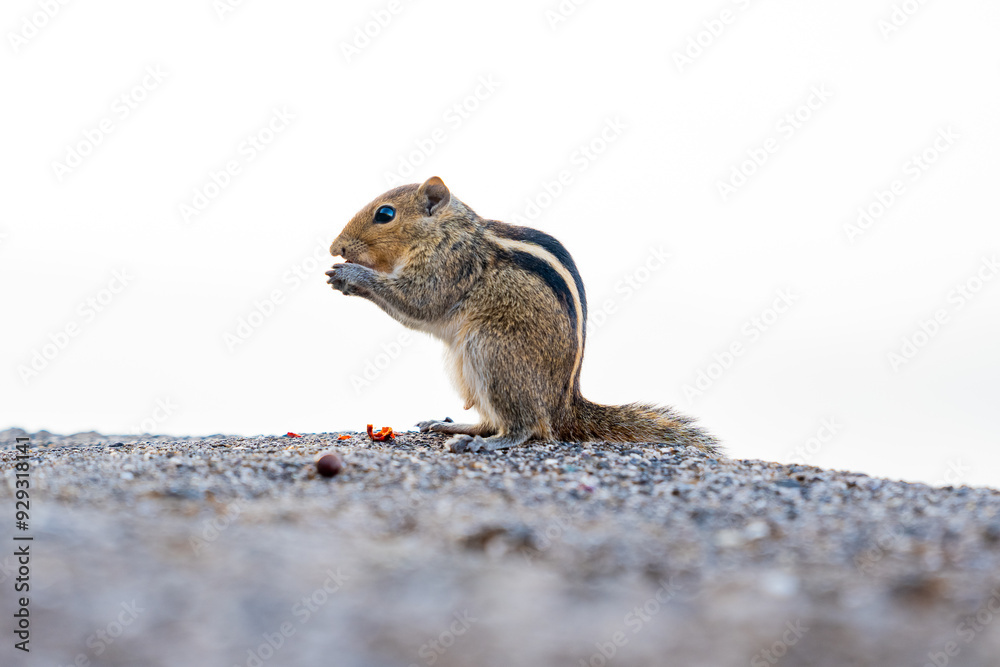squirrel on the ground squirrel on the ground