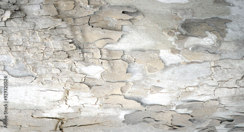 Tree bark textured background with cracks and rough edges. Organic rustic texture from nature.