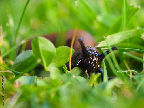 Makroaufnahme einer Roten Wegschnecke (Arion rufus)  photo